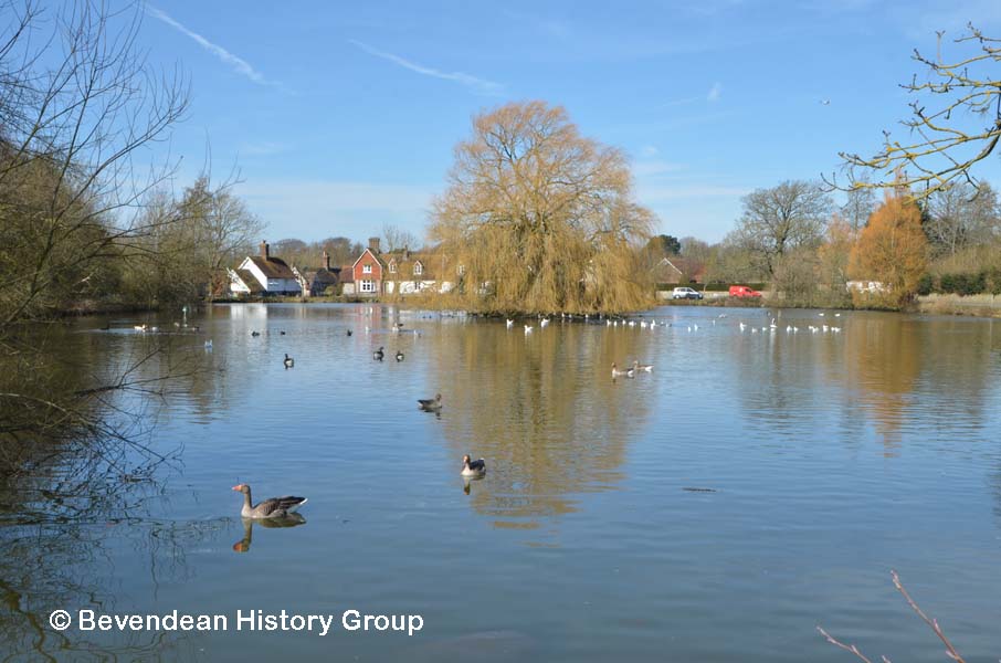 Falmer Pond 7 March 2015