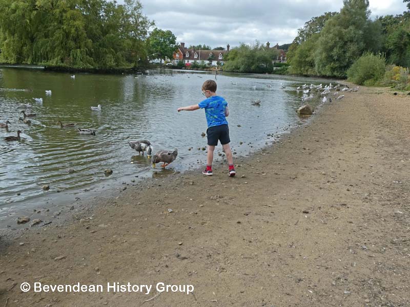 Feeding Ducks & Geese September 2021
