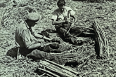 Rethatching Falmer Tithe Barn c1950