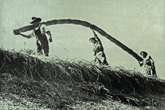 Rethatching Falmer Tithe Barn c1950