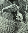 Rethatching Falmer Tithe Barn c1950