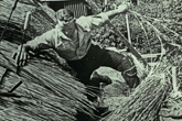Rethatching Falmer Tithe Barn c1950