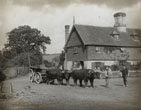 Sussex Ox Team at Falmer