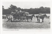 A wagon drawn by two horses is being loaded with sheaves of corn