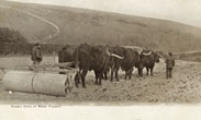 Farmer with oxen rolling a field in Falmer c.1904