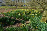 Daffodils around pond at Falmer Village 19 March 2021