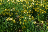 Daffodils around pond at Falmer Village 19 March 2021