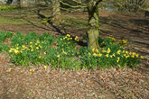 Daffodils around pond at Falmer Village 19 March 2021