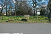 Daffodils at Falmer Village 19 March 2021