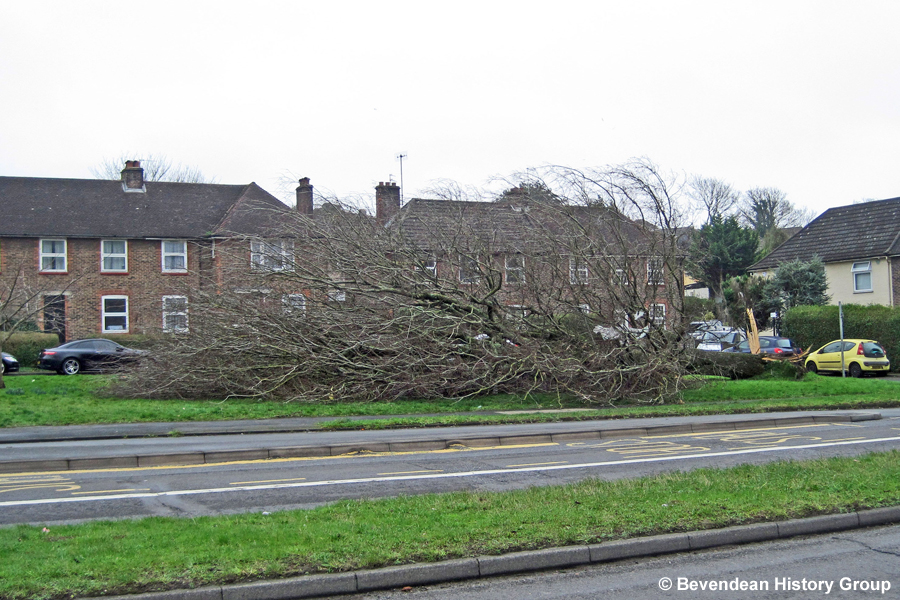 Tree blown down - Lewes Road 18 Feb 2022