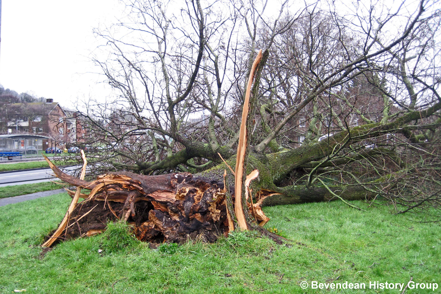 Tree blown down by Lewes Road