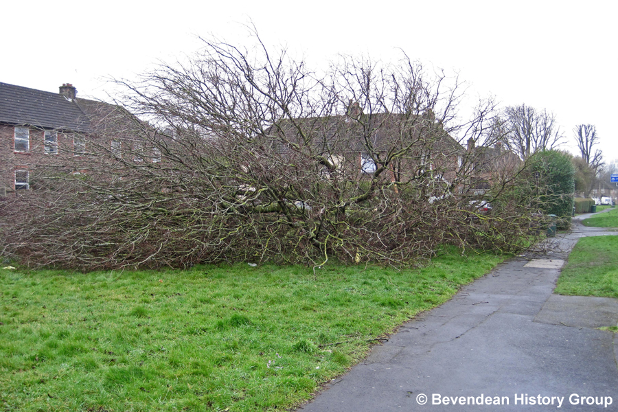 Tree blown down on 18 Feb 2022