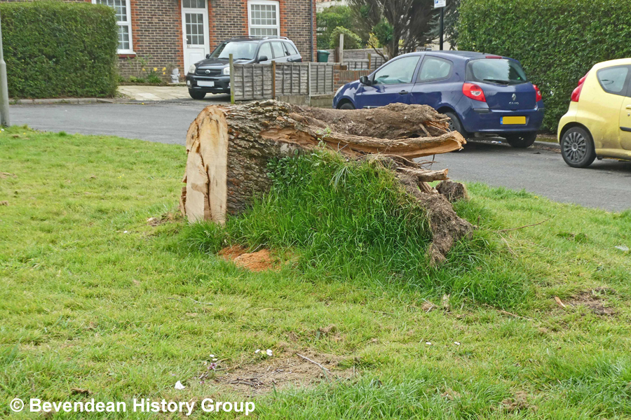 Remains of tree after being cut up