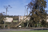 Damaged Trees at Moulsecoomb Place after Hurricane in 1987