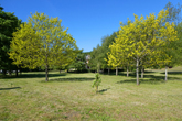Moulsecoomb Place Grounds in May 2020