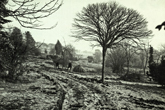 19 January 1955 Wild Park view 5