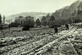 19 January 1955 Wild Park view 6