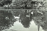 Swans on Stanmer Pond 1 September 1974