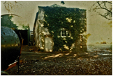 Ivy Covered Building Corrugated Iron Barn on the left