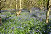 Bluebells in Stanmer Woods April 2014