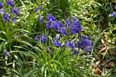 Bluebells in Stanmer Woods April 2014