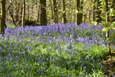 Bluebells in Stanmer Woods April 2014