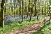 Bluebells in Stanmer Woods April 2014