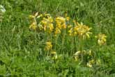 2014 Cowslips in Stanmer Park