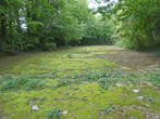 Stanmer Water Catcher in September 2021