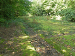 Water Catcher view up the slope in September 2021