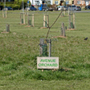 Avenue Orchard 17 April 2021