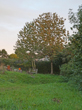 Cherry Tree planted at end of building work viewed in Oct 2022