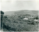 Allotments on site of Jevington Drive in July 1960