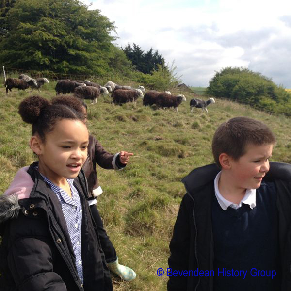 Walk to see Sheep on Downs