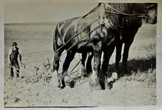 1930s Frank Allcorn Ploughing