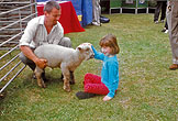 1998-06-06_Bevendean Sheep_Farm Green