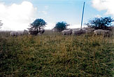 1998-11-07_Bevendean Downs Sheep