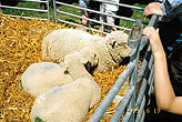 1999-06-19_Bevendean Sheep_Bevendean Fun Day-1