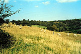 1999-10-16_Bevendean Downs Sheep_04