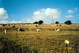 1999-10-16_Bevendean Downs Sheep_05