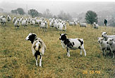 1999-10-28_Bevendean Downs Sheep_01