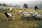 1999-10-28_Bevendean Downs Sheep_03