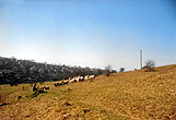 2000c_Bevendean Downs Sheep Hogtrough_02