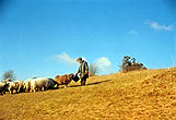 2000c_Bevendean Downs Sheep Hogtrough_03