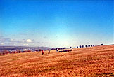 2000c_Bevendean Downs Sheep_03
