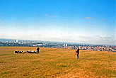 2000c_Bevendean Downs Sheep_04