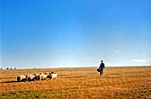 2000c_Bevendean Downs Sheep_05