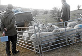 2000c_Bevendean Downs Sheep_07
