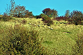 Sheep on Bevendean Downs 22 October 2014