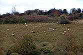 Sheep on Bevendean Downs 22 October 2014